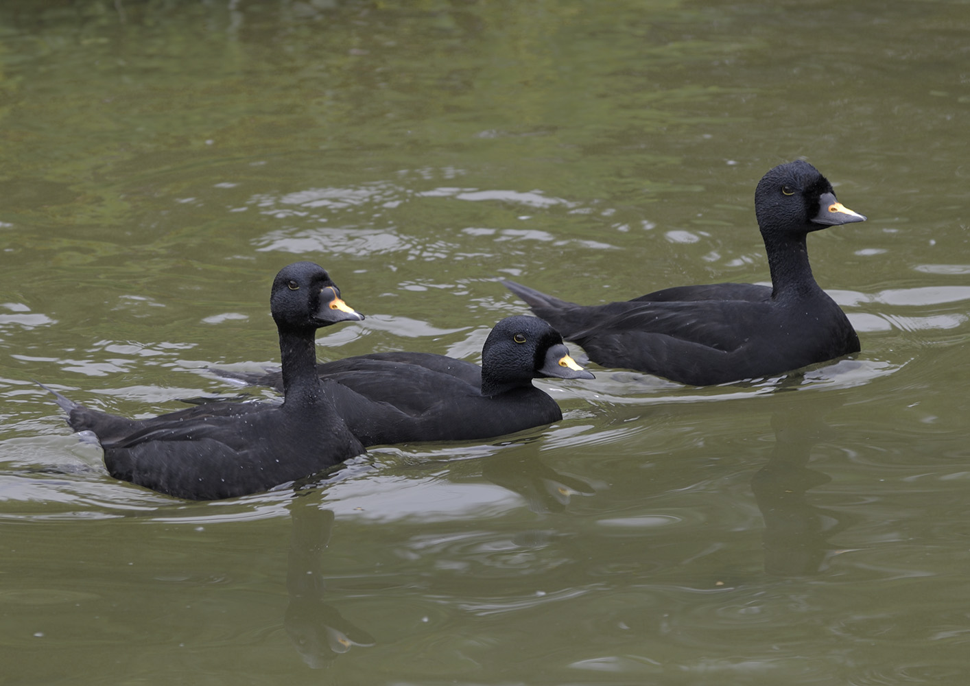 Common scoter drakes