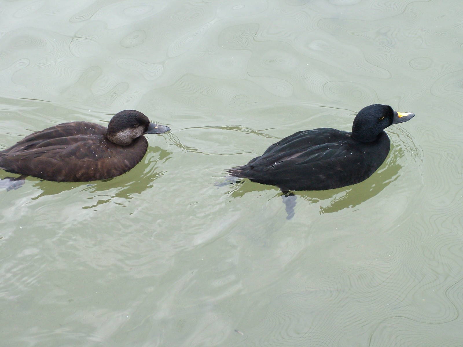 Common Scoter pair at Arundel WWT 13/03/10
