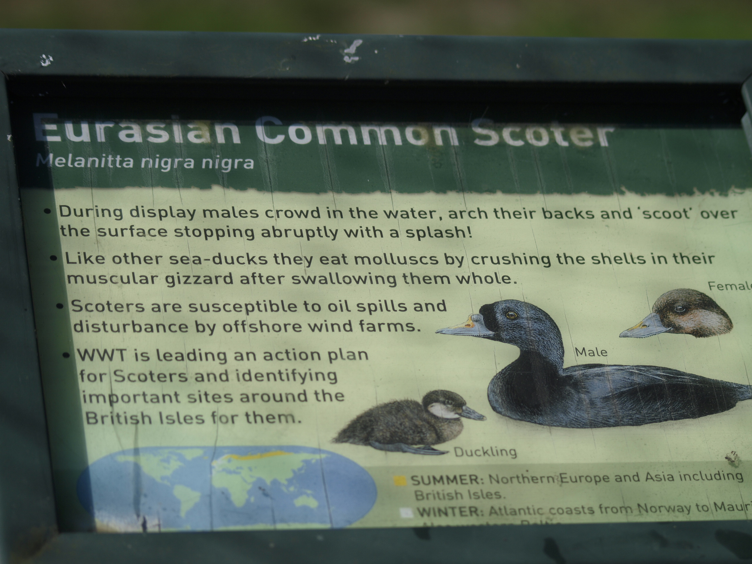 Common scoter signage