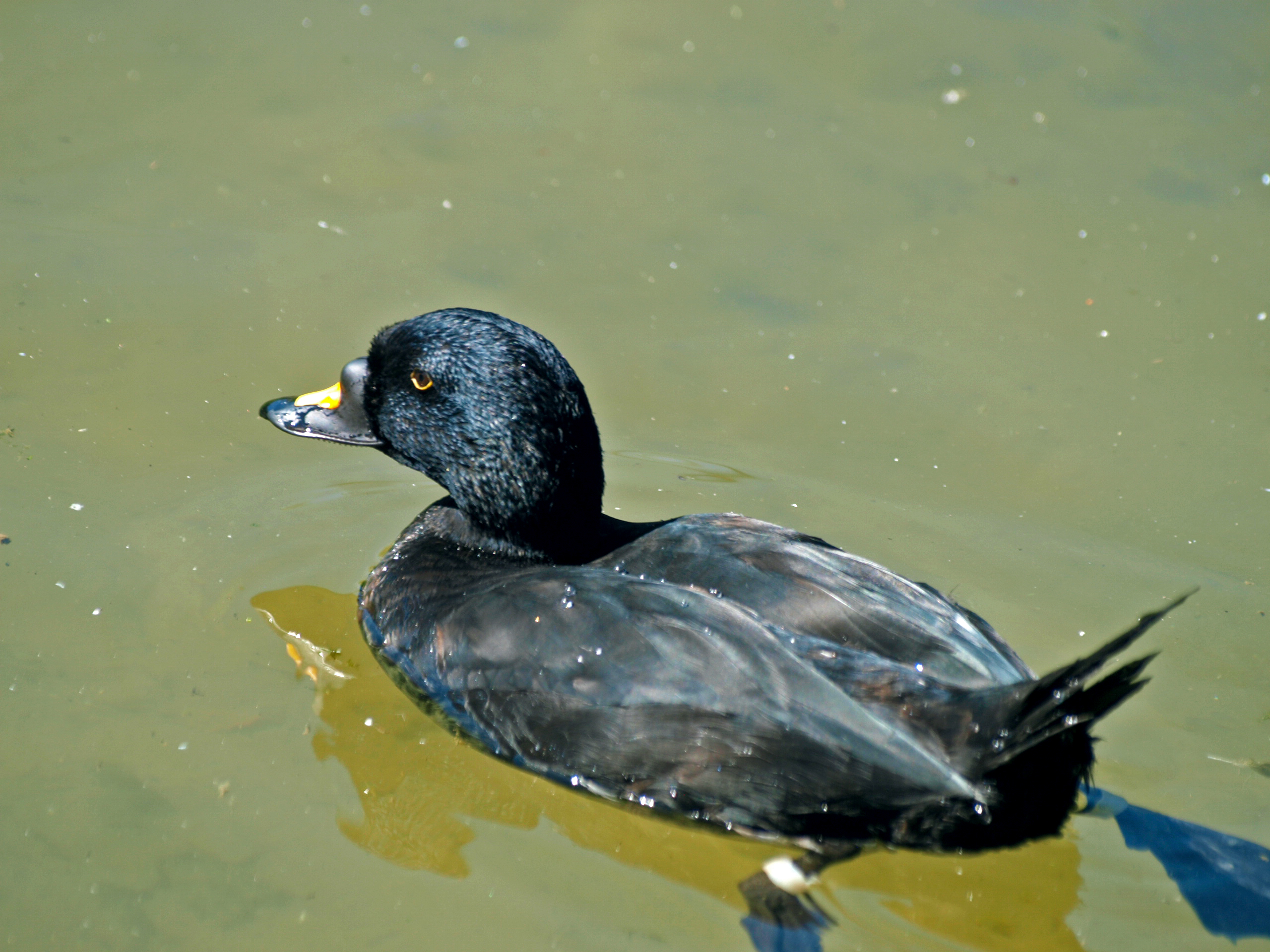 Common scoter