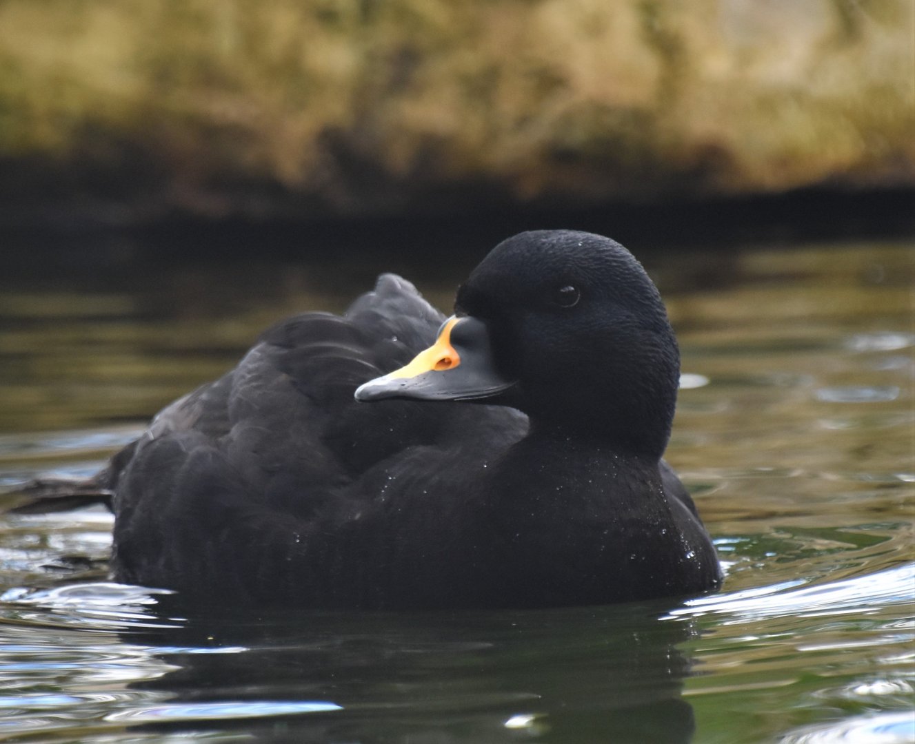 Common scoter