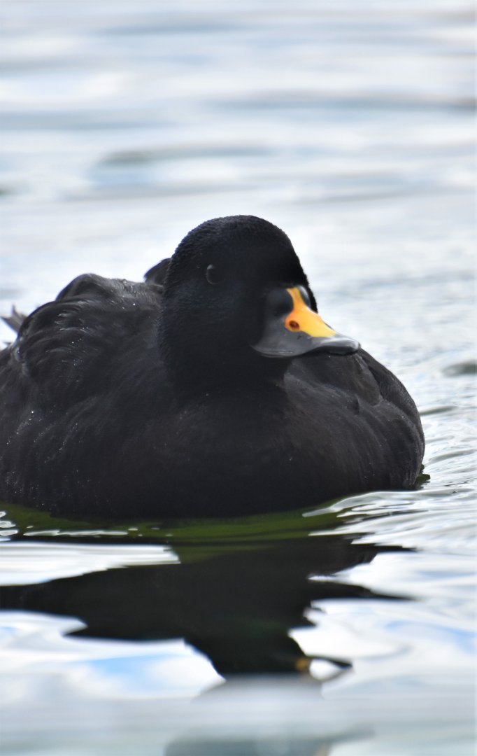 Common scoter