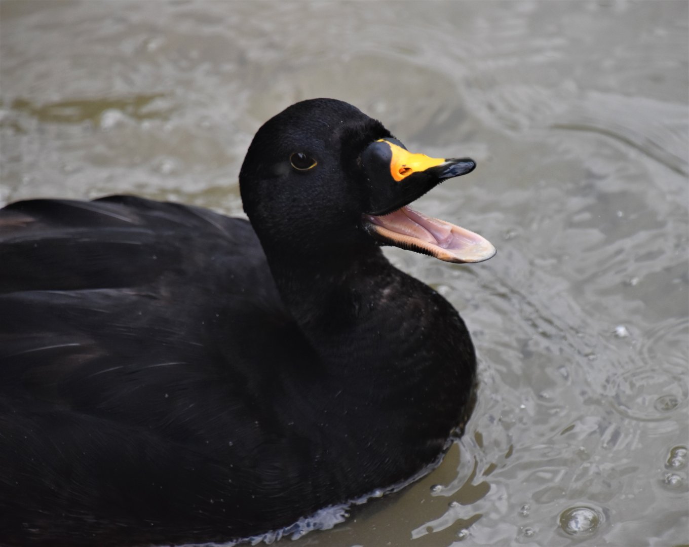Common scoter