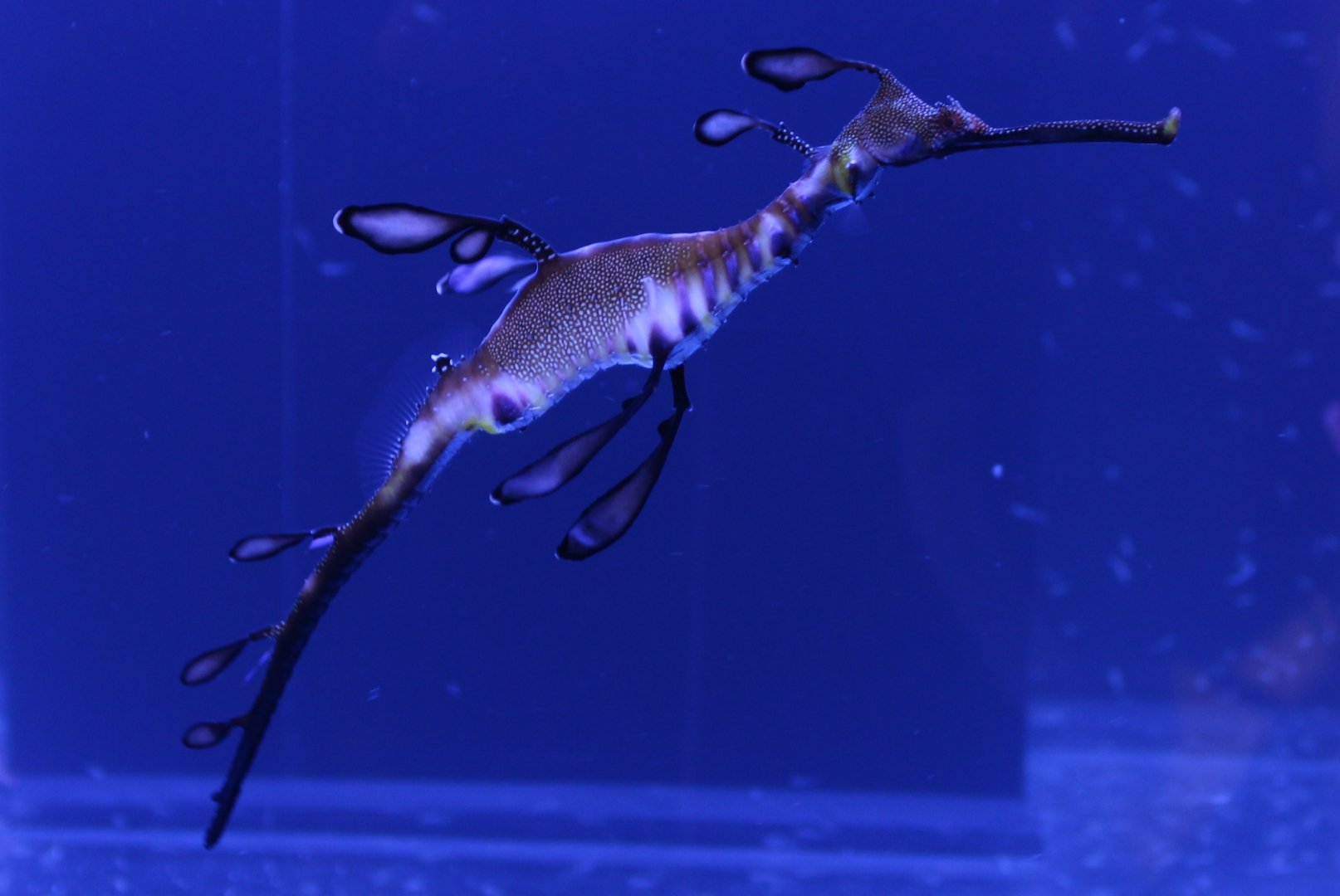 Common sea dragon - Phyllopteryx taeniolatus