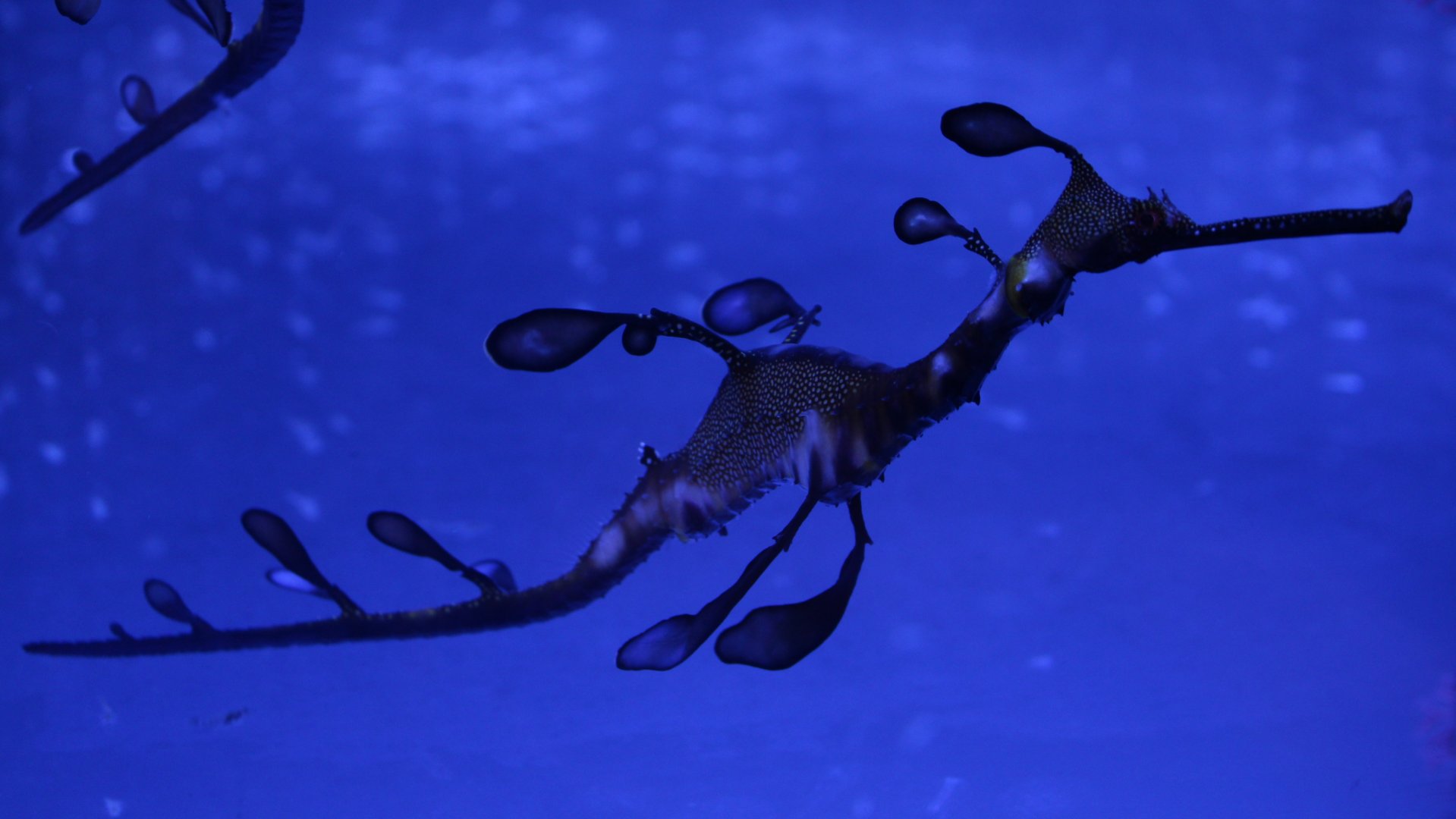 Common sea dragon - Phyllopteryx taeniolatus