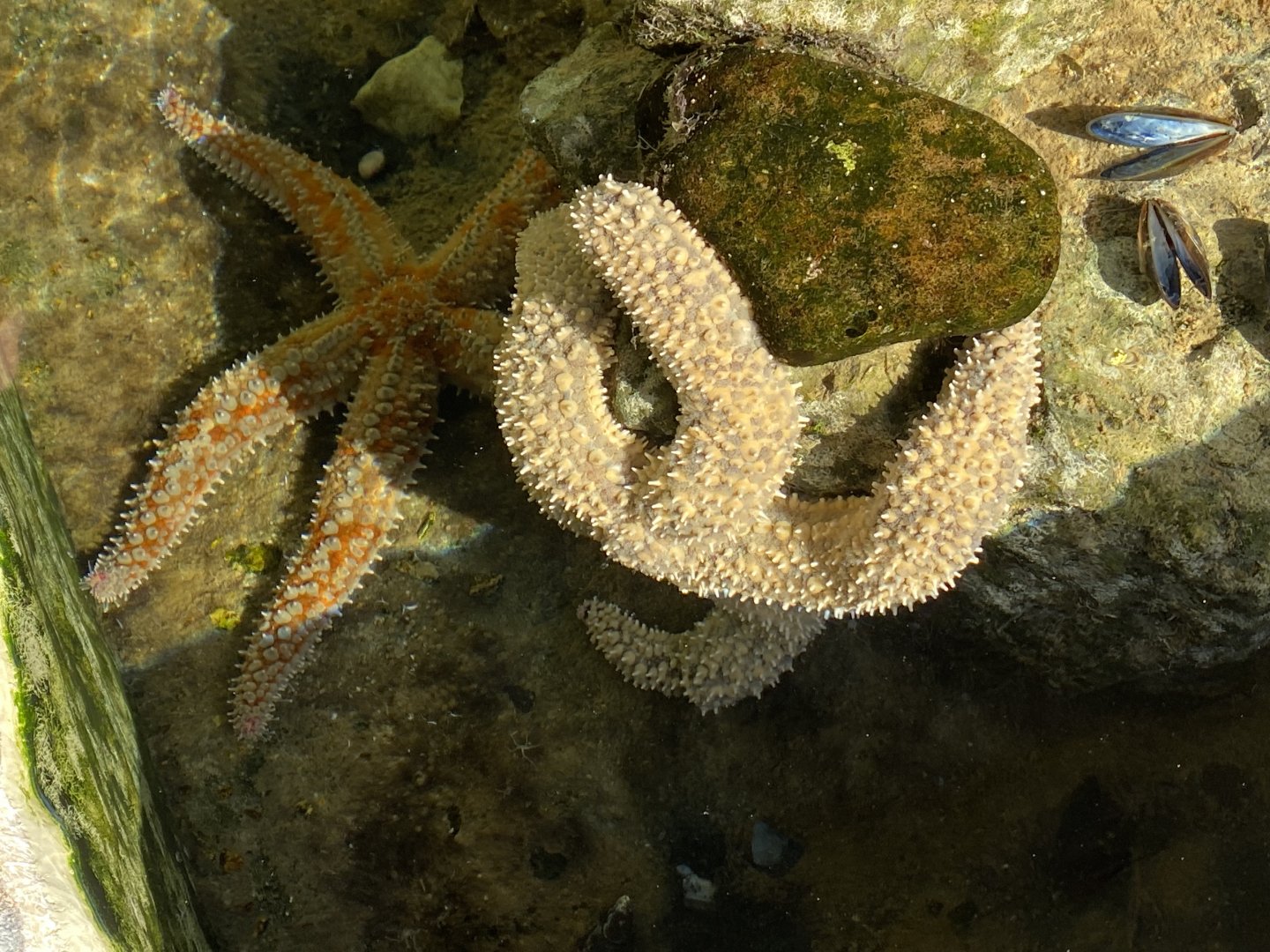 Common sea star 060125