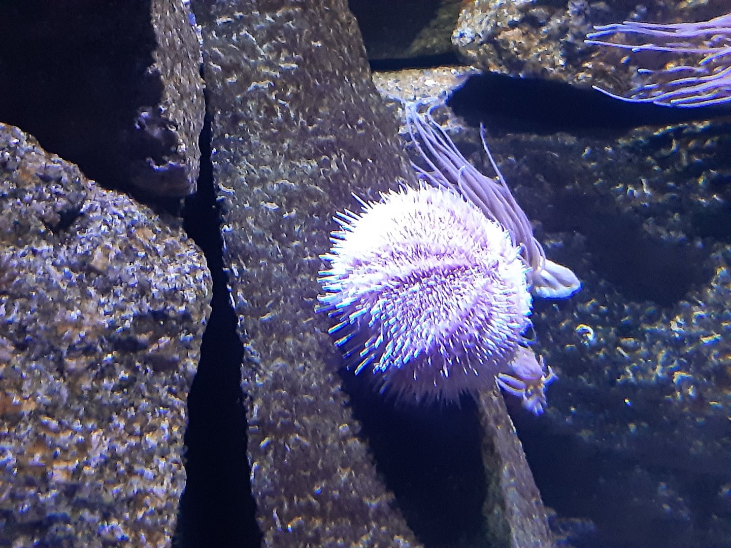 Common Sea Urchin (Echinus esculentus)