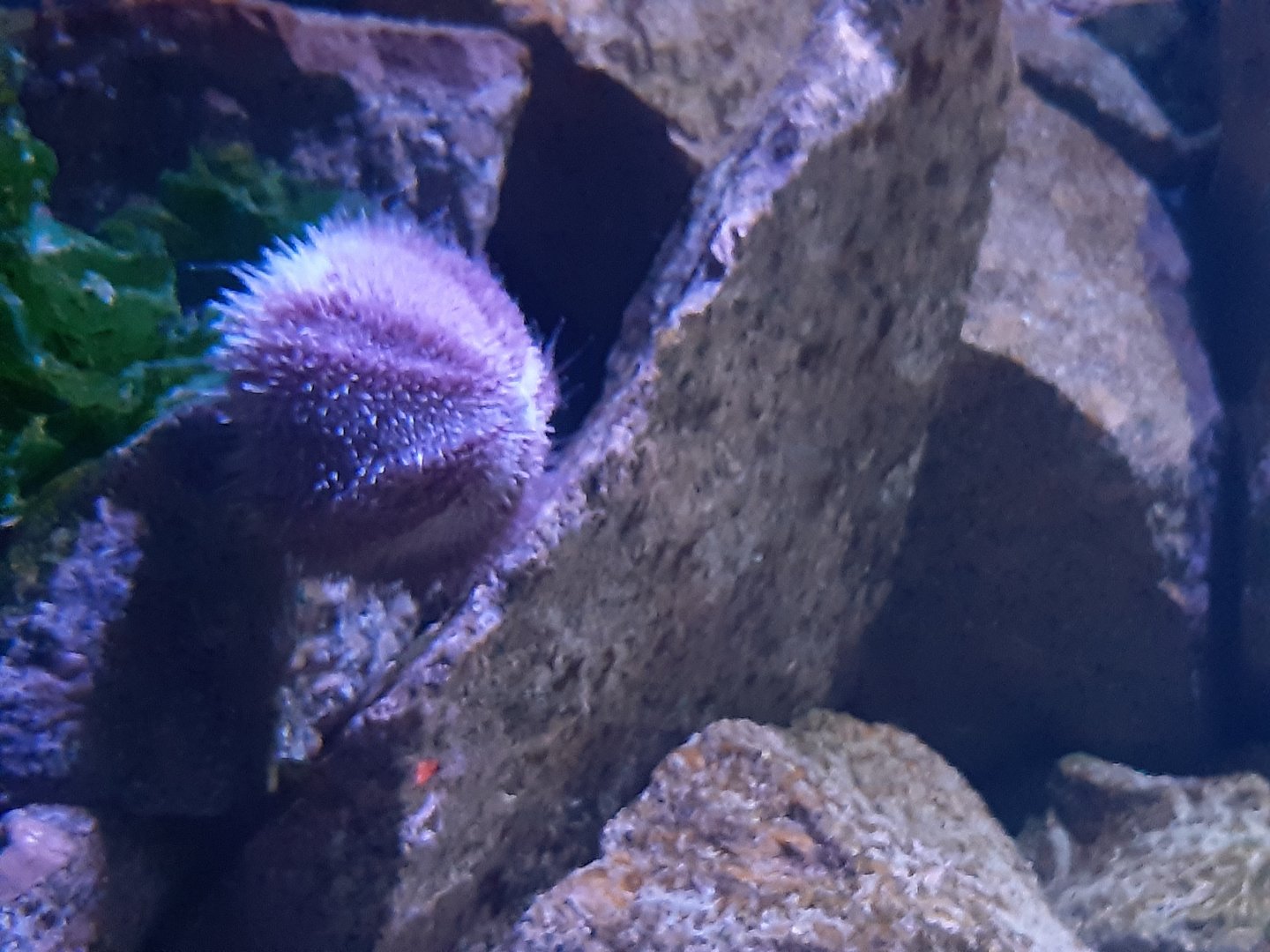 Common Sea Urchin (Echinus esculentus)