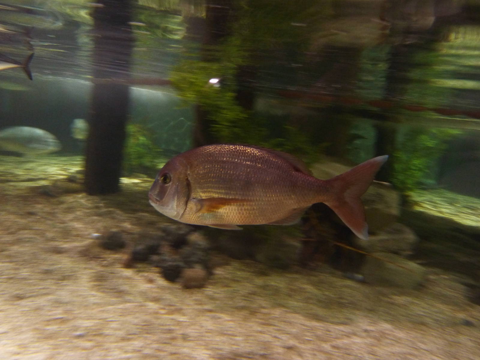 Common seabream, 8th Feb 2012