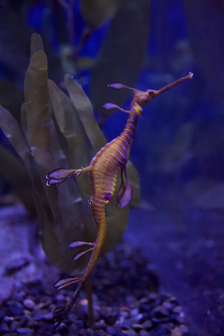 Common Seadragon/ Phyllopteryx taeniolatus