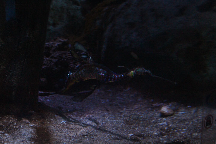 Common seadragon (Phyllopteryx taeniolatus)