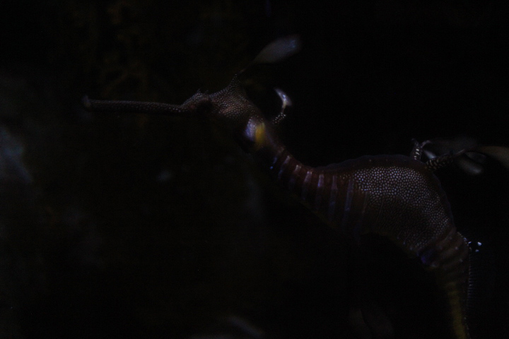 Common seadragon (Phyllopteryx taeniolatus)