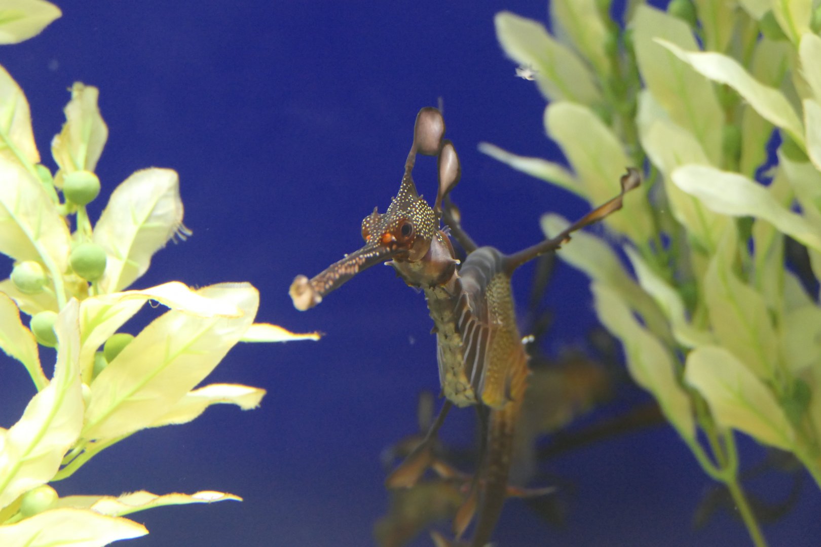 Common Seadragon (Phyllopteryx taeniolatus)