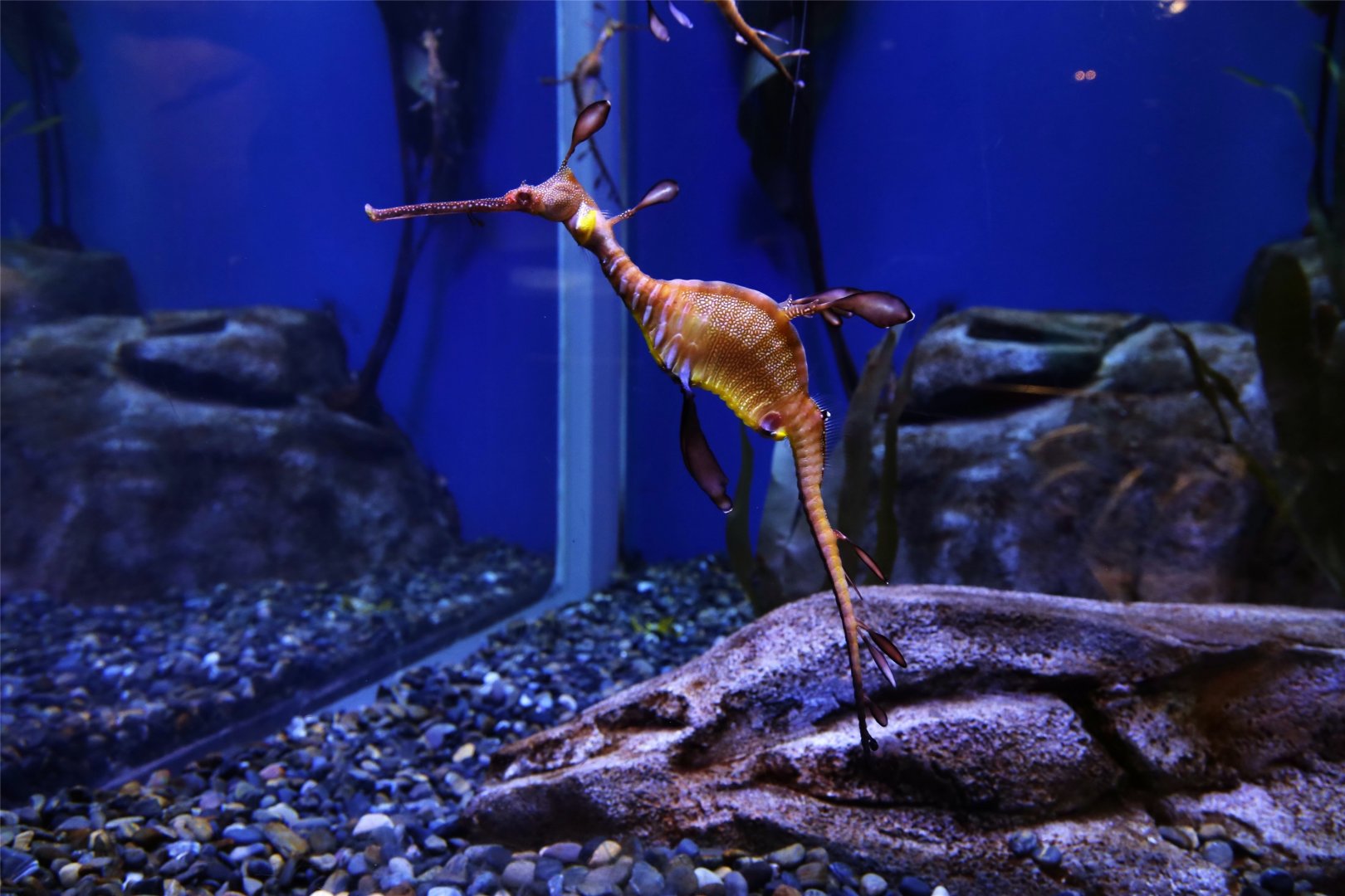 Common Seadragon