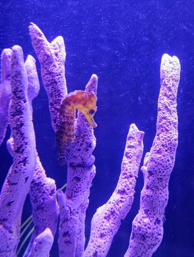 Common Seahorse (6/21/25)