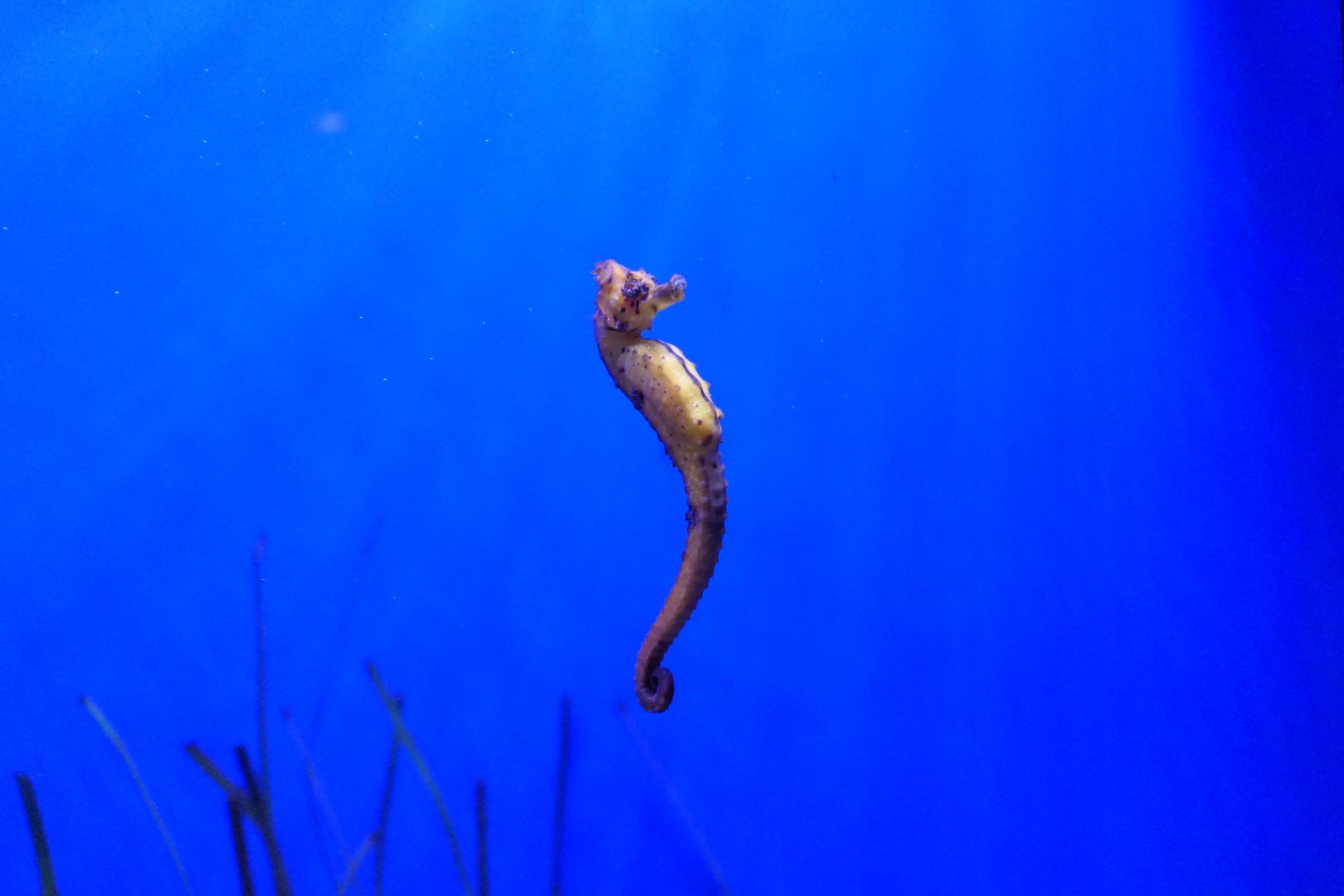 Common Seahorse (Hippocampus kuda/taeniopterus)