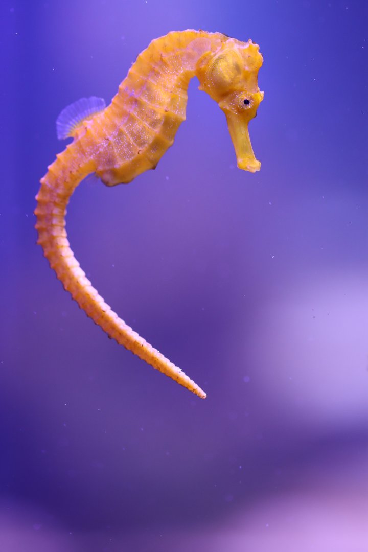 Common seahorse (Hippocampus kuda)