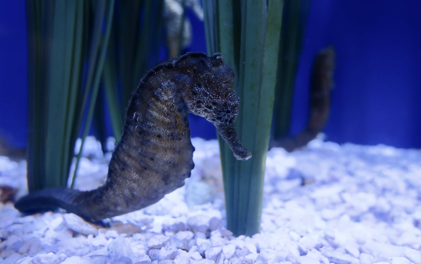 Common Seahorse (Hippocampus kuda)