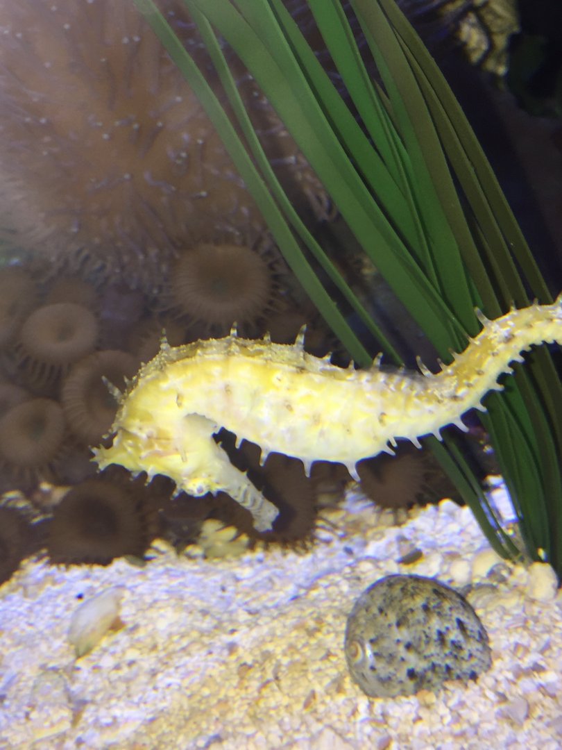 Common Seahorse