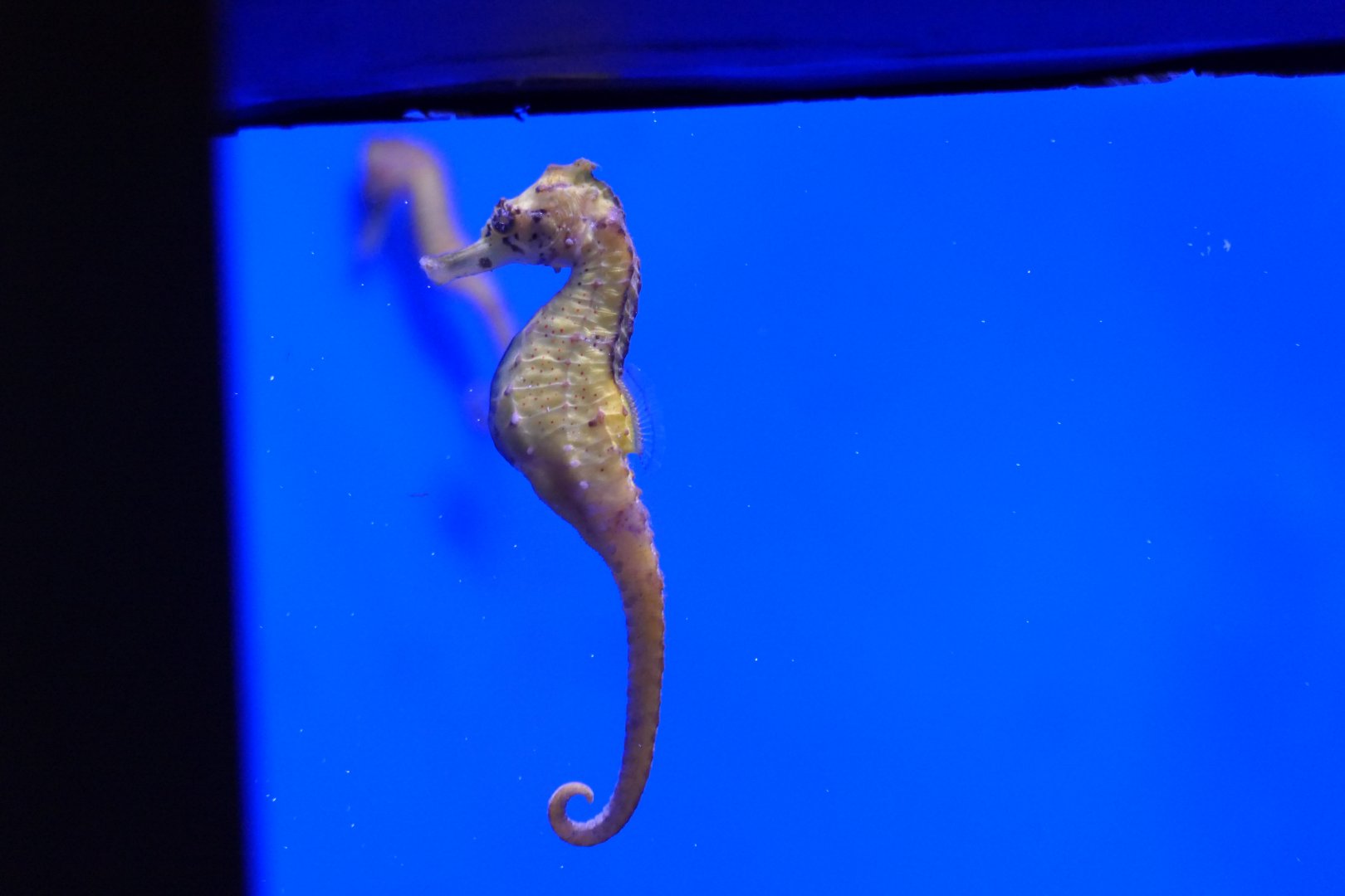 Common Seahorse