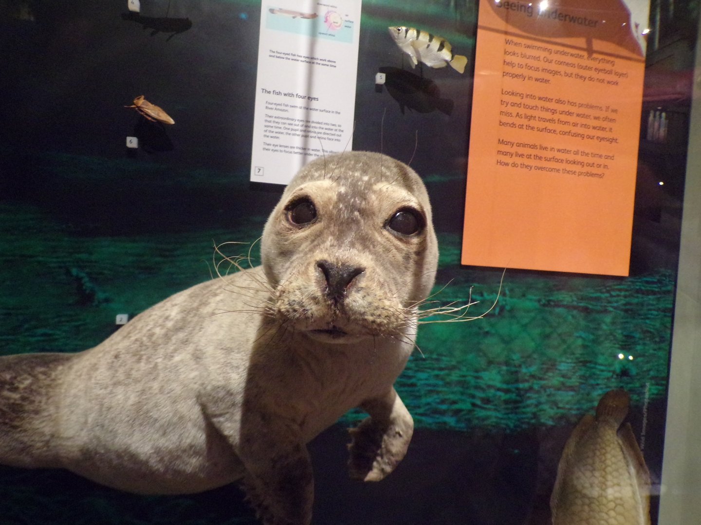 Common seal 30.12.22