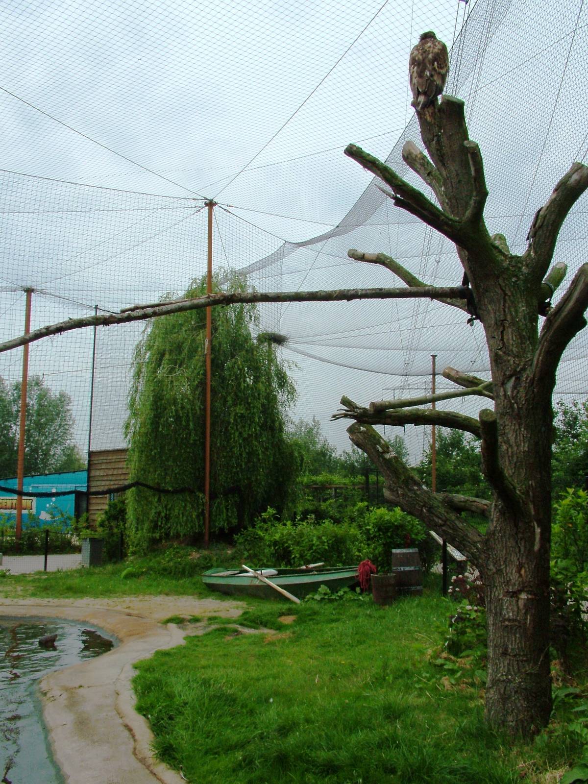 Common Seal and White-tailed Sea Eagle Exhibit at Dierenrijk, 31/05/12