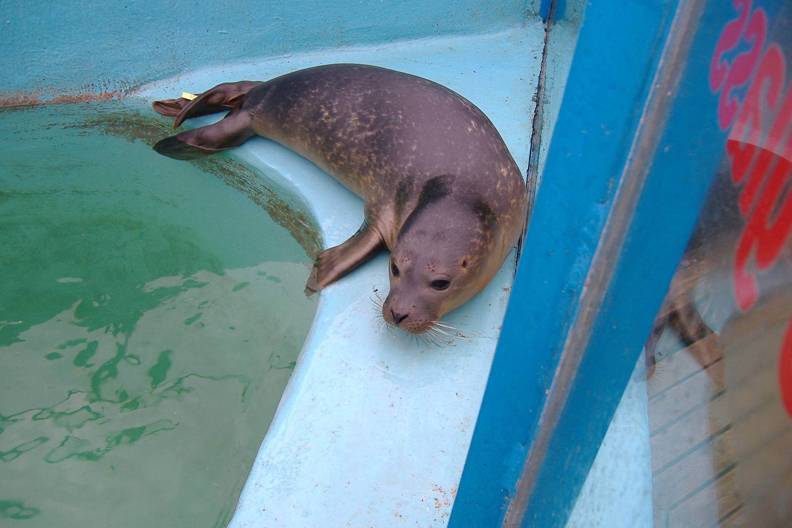 Common Seal at Hunstanton Sea Life Sanctuary, 9 September 2008