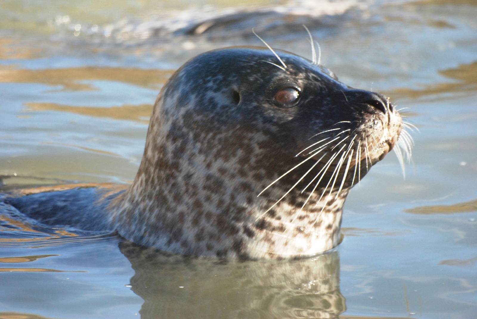Common Seal at Mablethorpe, 11/11/12