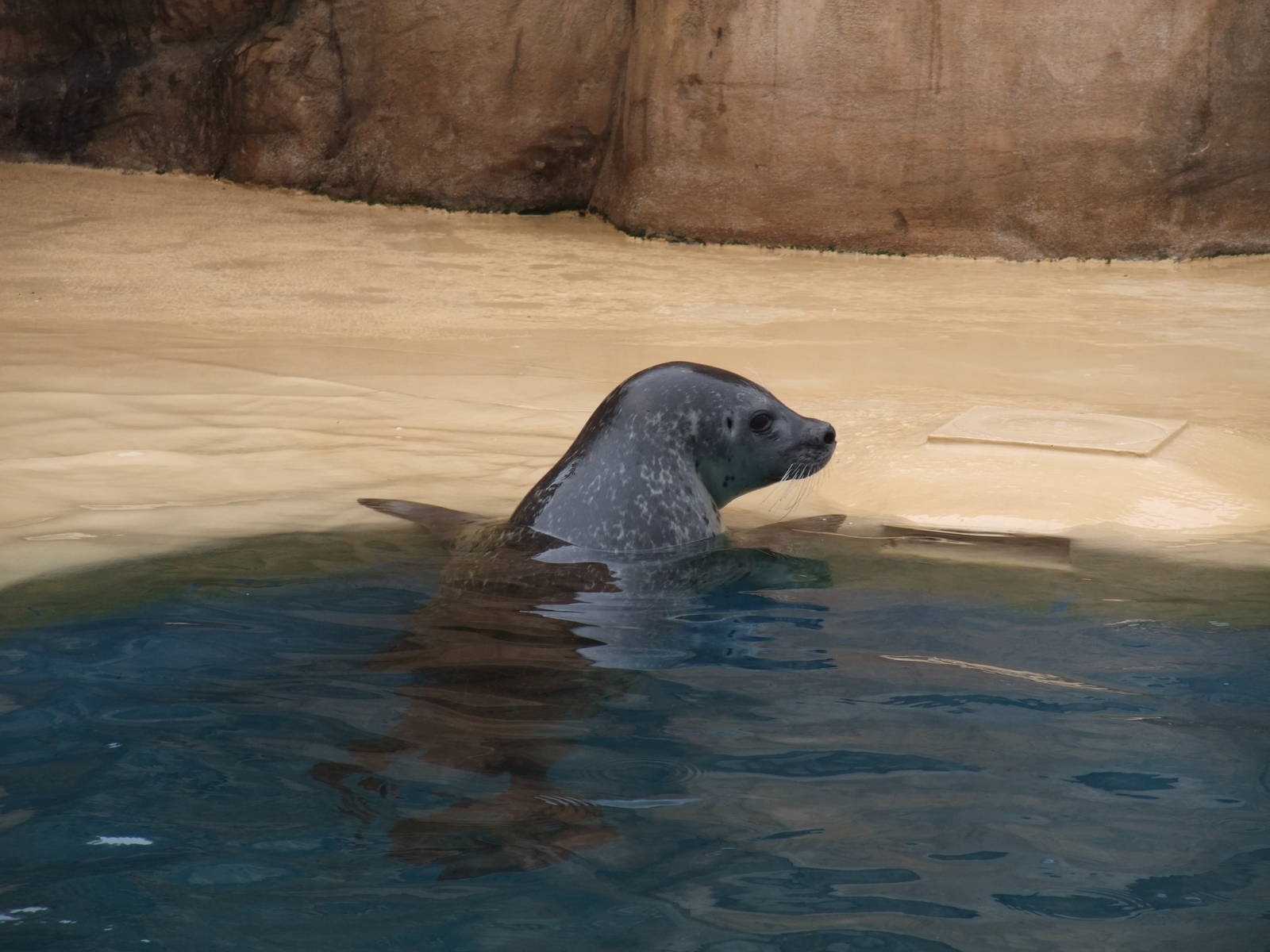 Common Seal at Rhyl SeaQuarium 04/05/09
