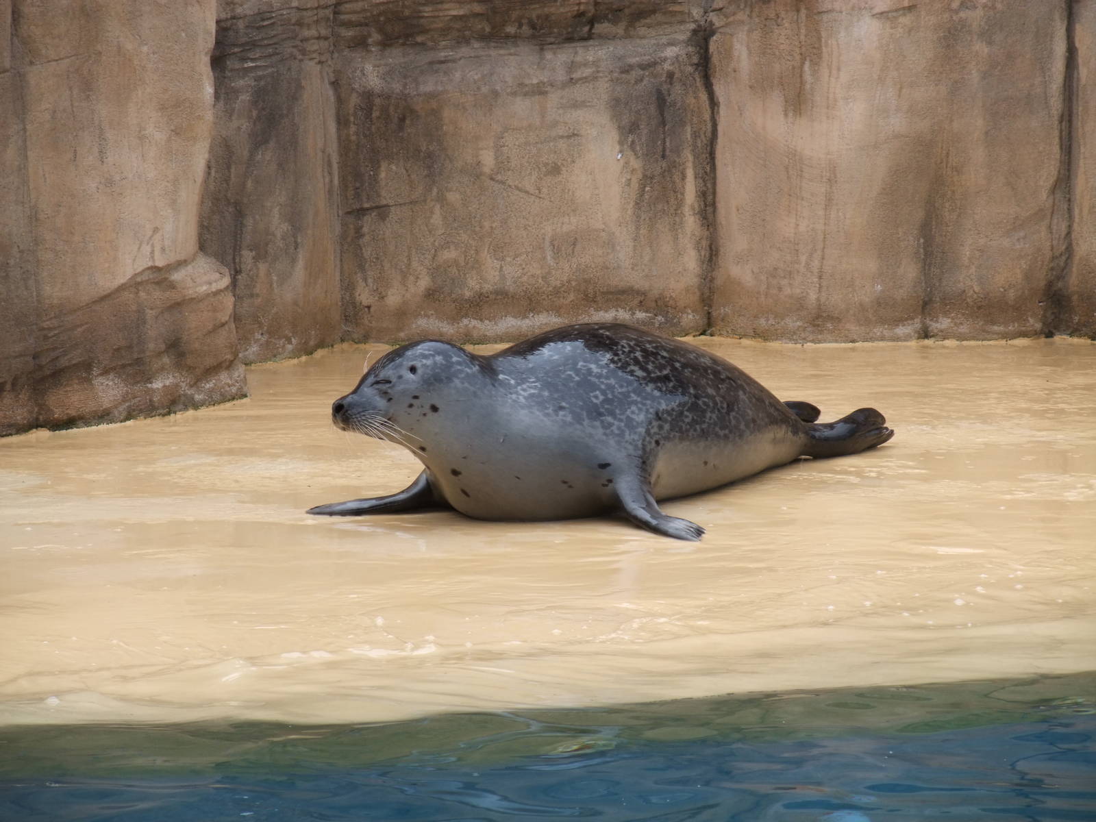 Common Seal at Rhyl SeaQuarium 04/05/09