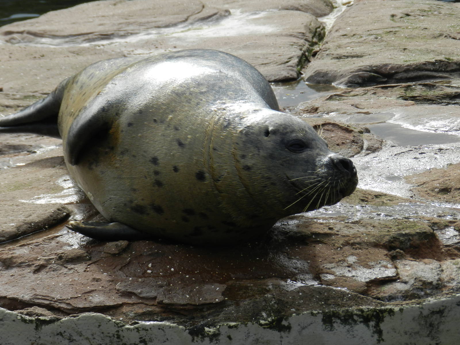Common Seal at SEA LIFE Scarborough - 26/08/2012