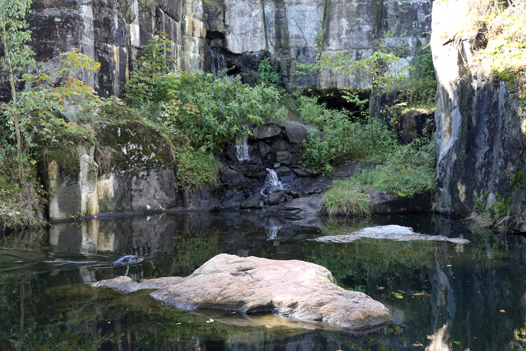 Common Seal enclosure at Skansen 30th August 2016