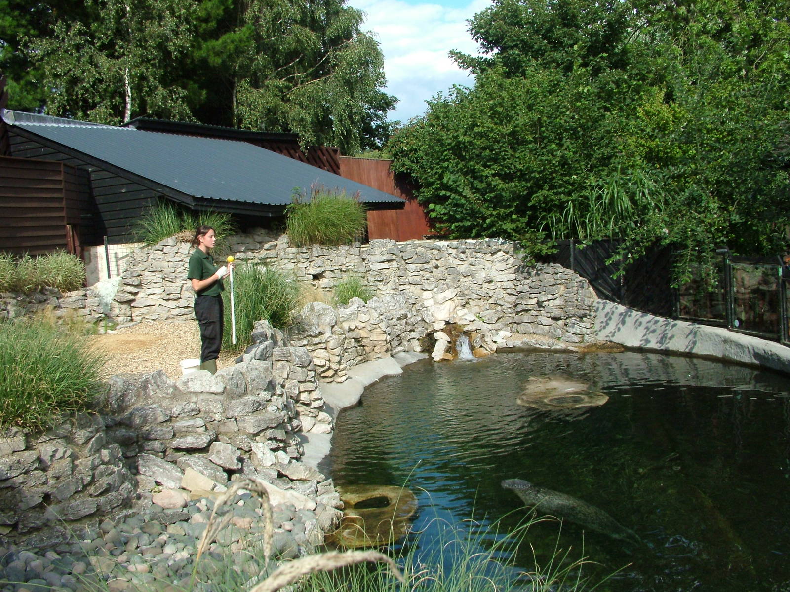Common Seal exhibit at Colchester, 28/08/10
