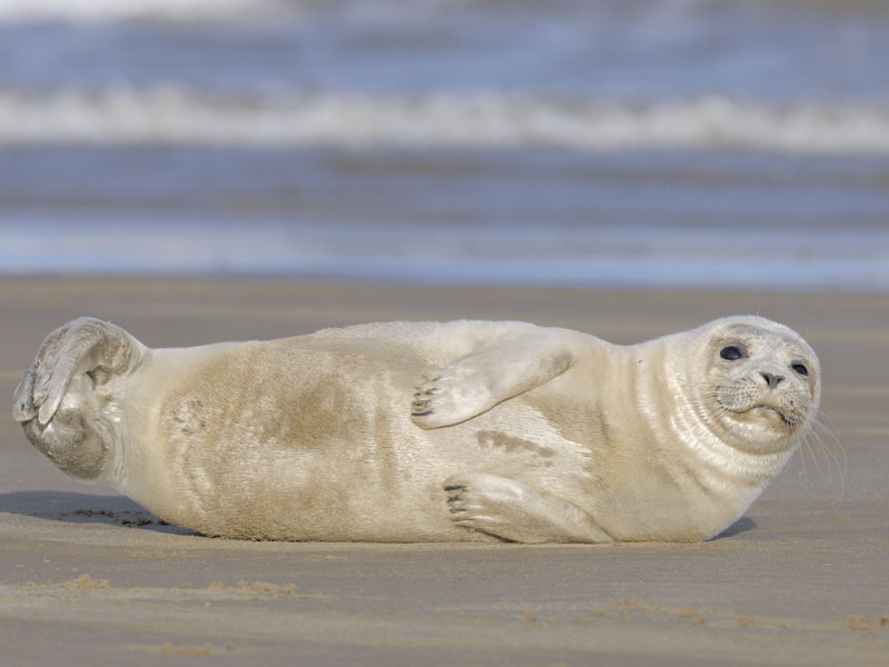 Common seal (Harbour seal) pup at Donna Nook NNR