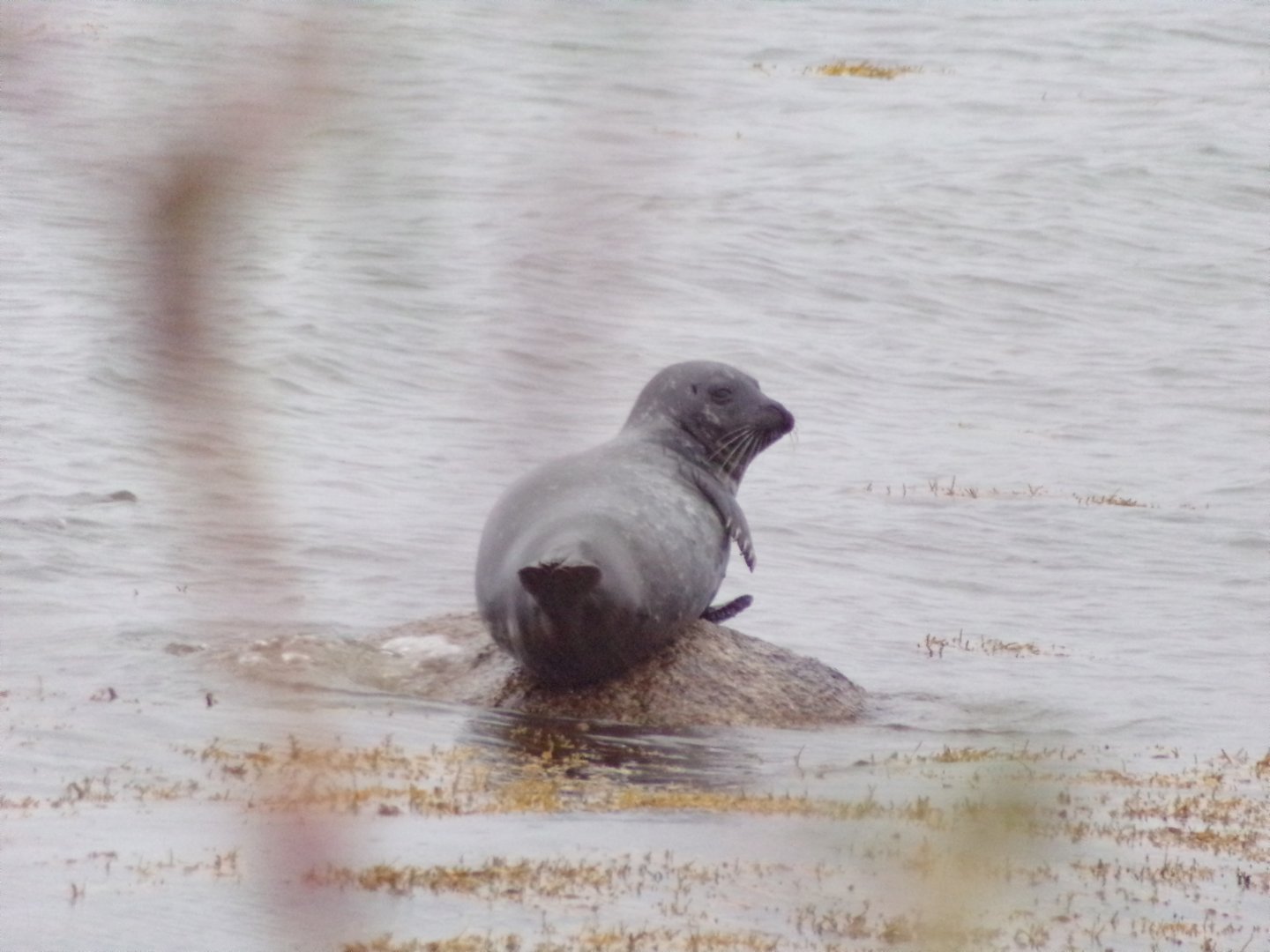 common seal on Isle of Arran (Lamlash) 17.9.23