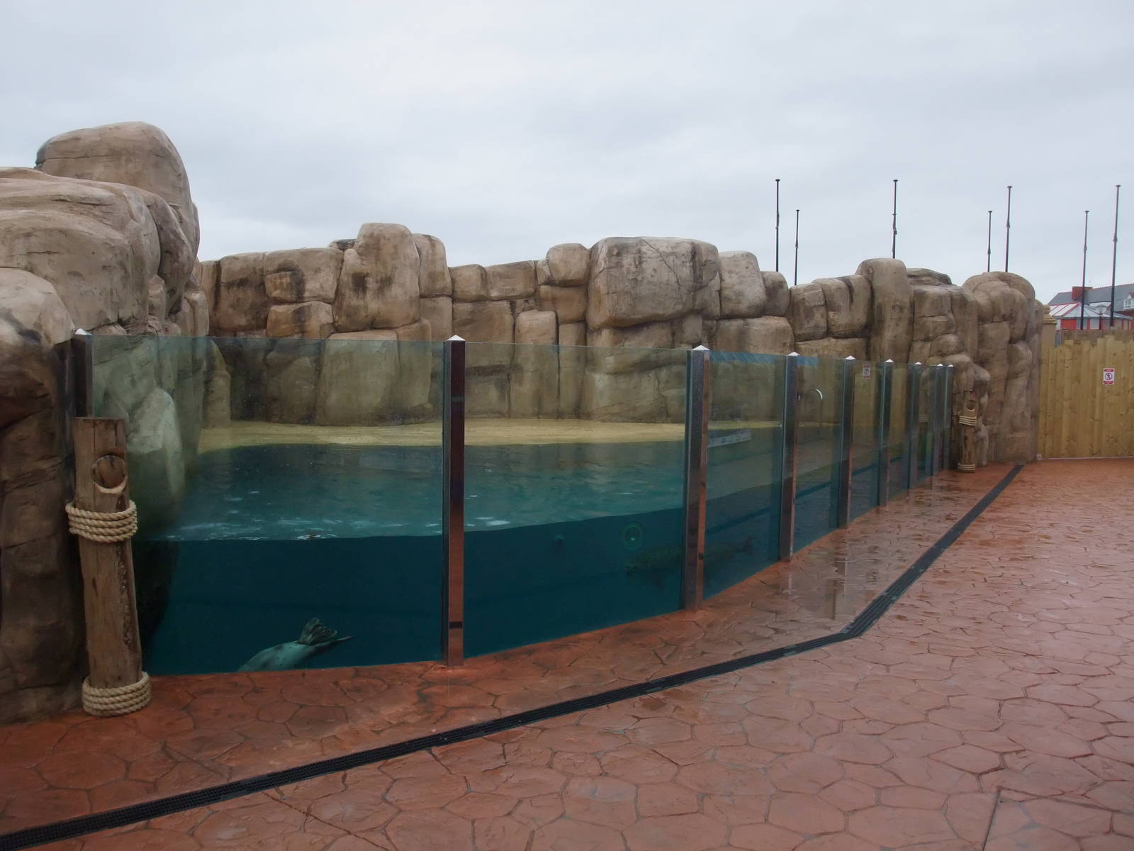 Common Seal Pool at Rhyl SeaQuarium 04/05/09