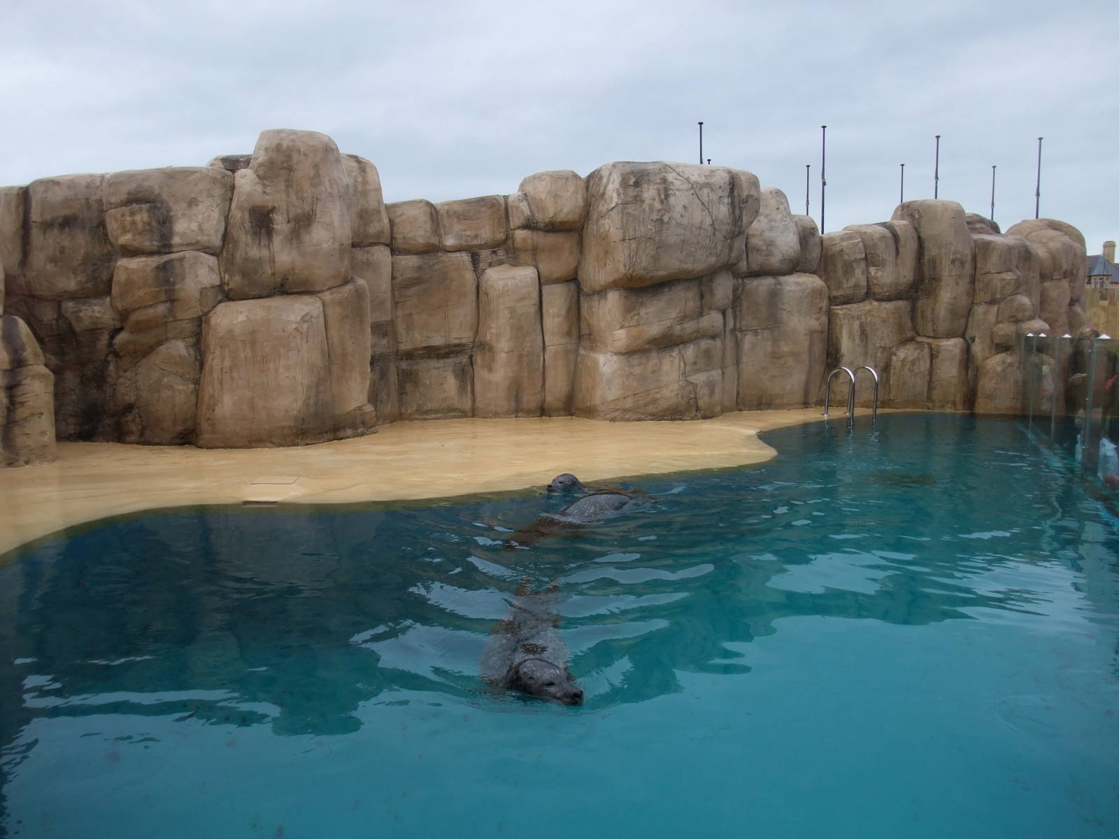 Common Seal Pool at Rhyl SeaQuarium 04/05/09