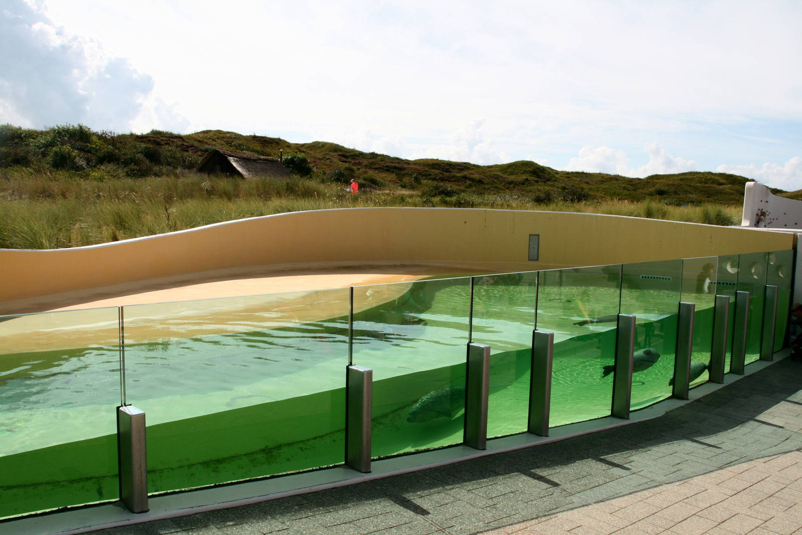 Common seal pool with underwaterviewing