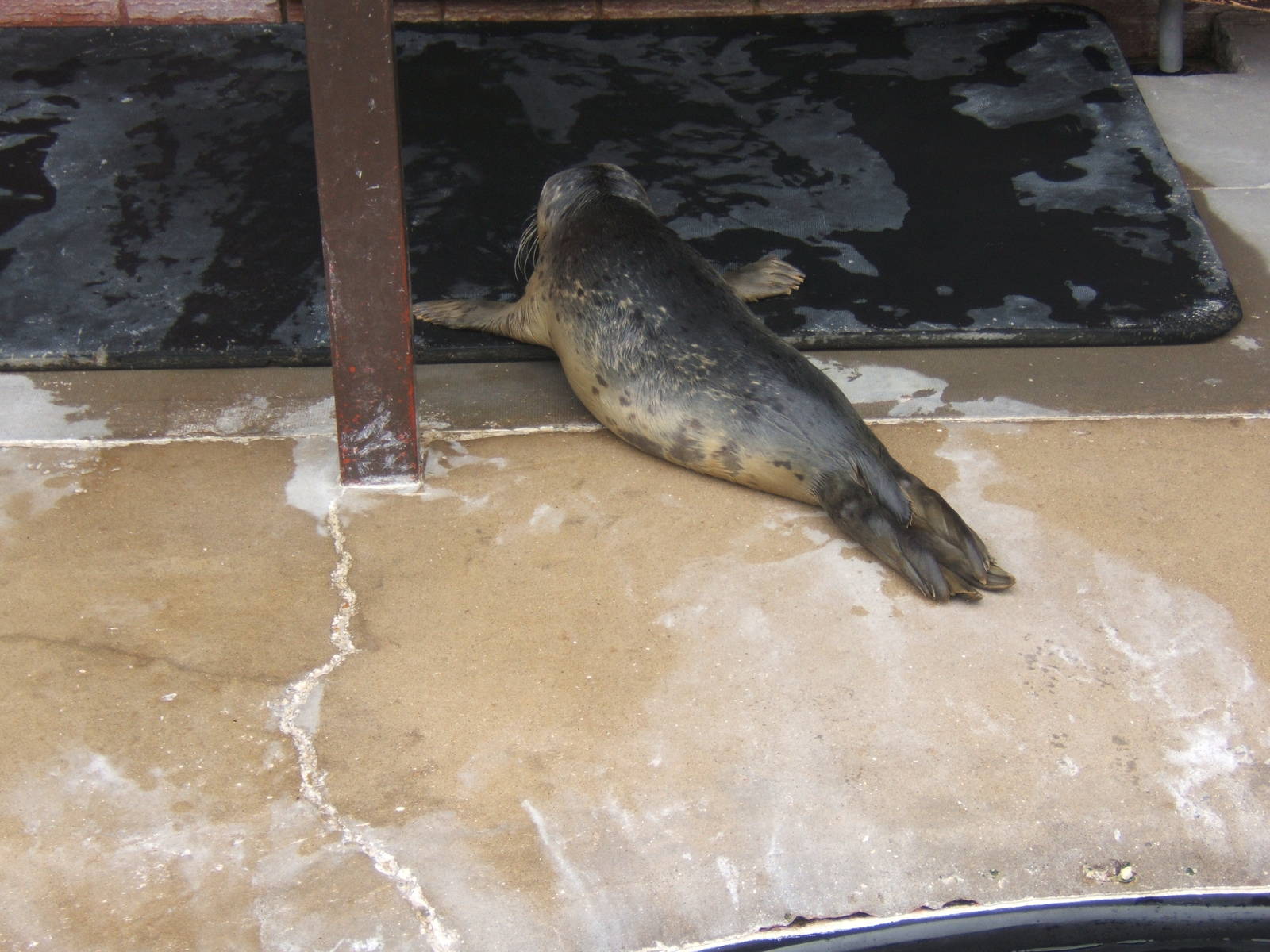 Common Seal pup in the Hospital