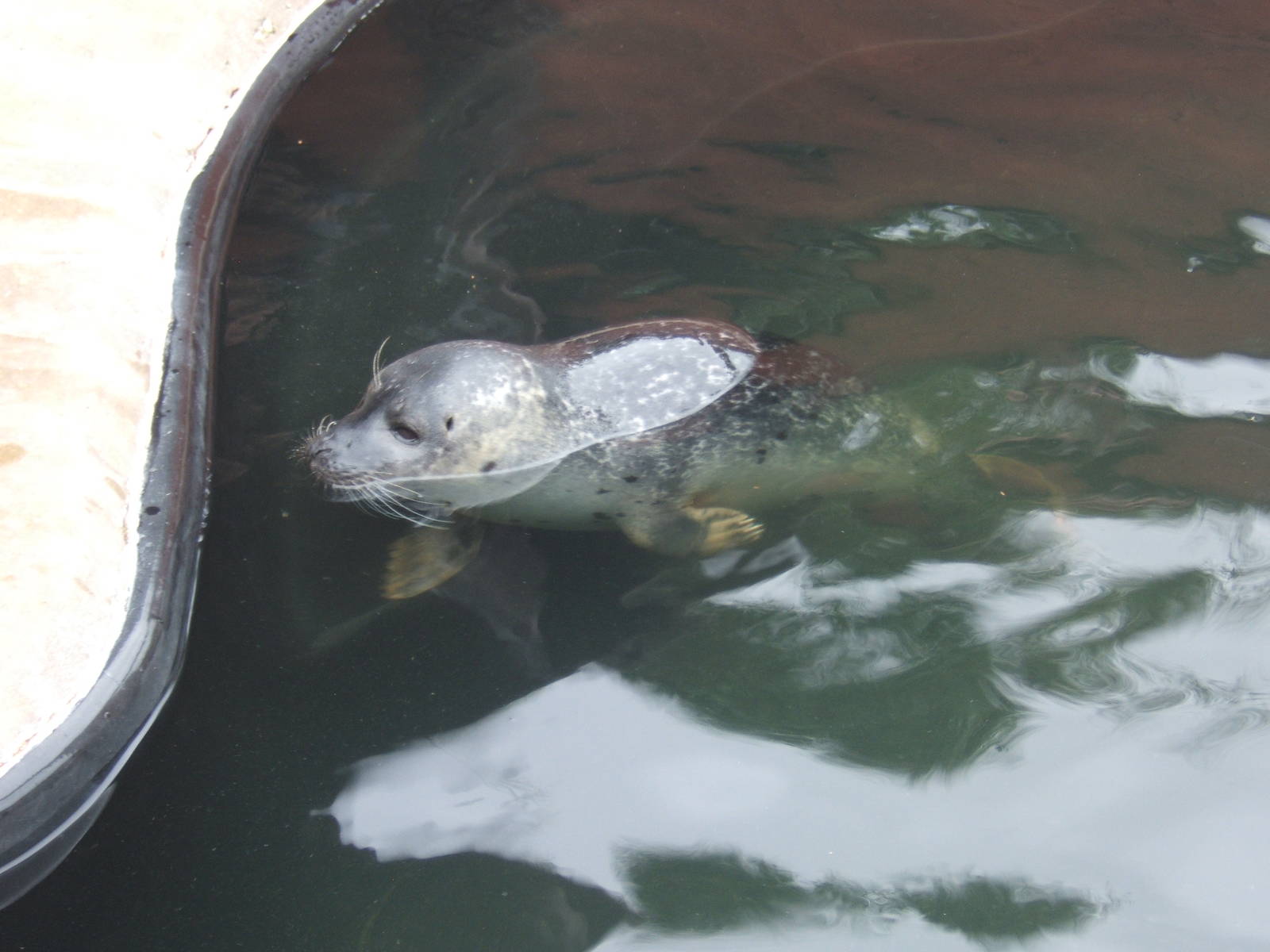 Common Seal pup in the Hospital