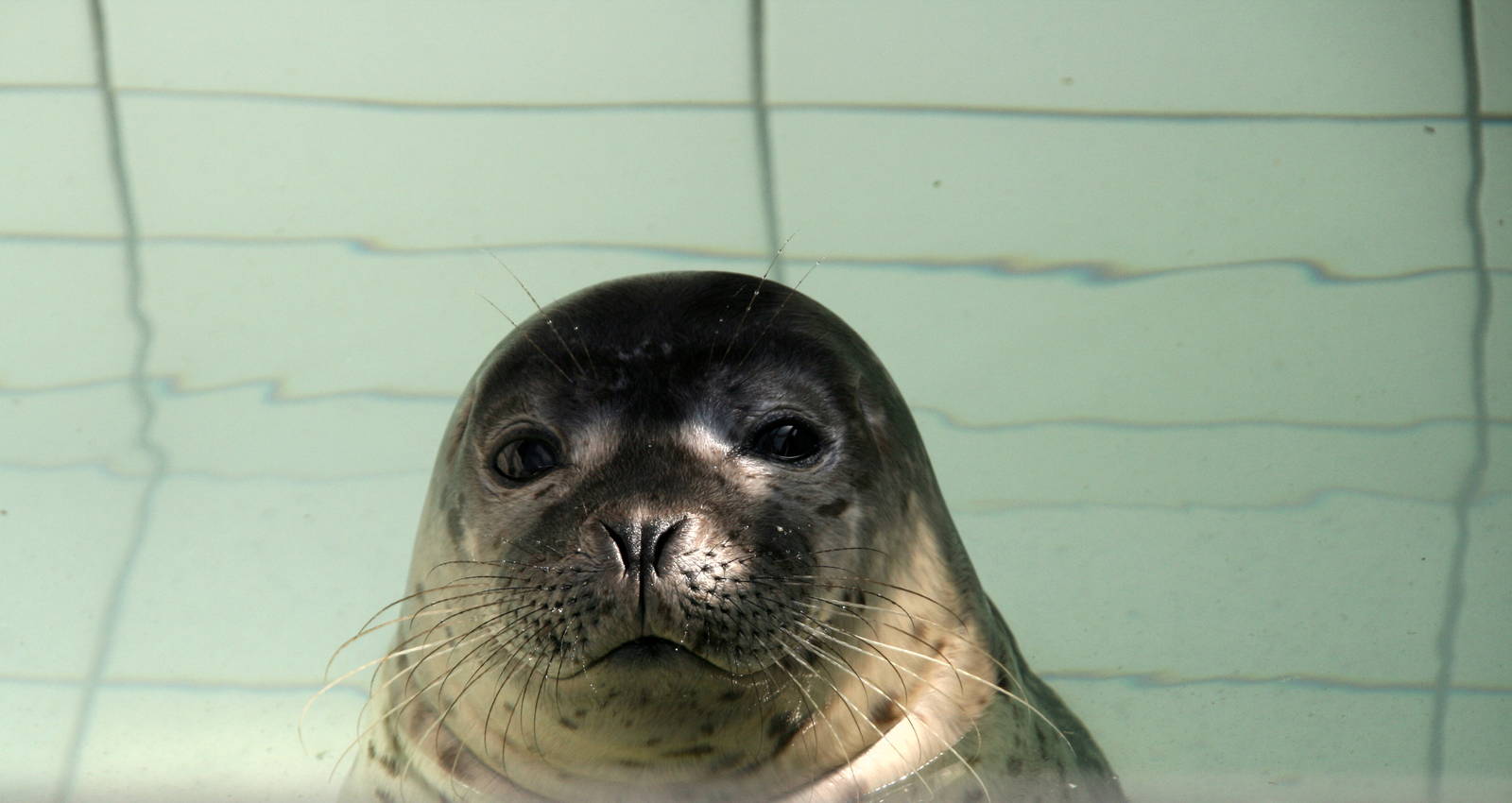 Common seal pup