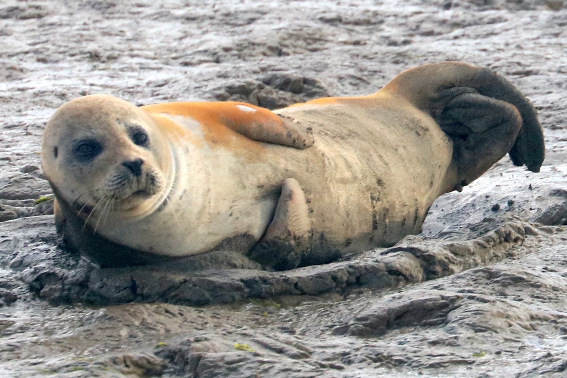 Common seal; River Crouch Estuary; 27th August 2022