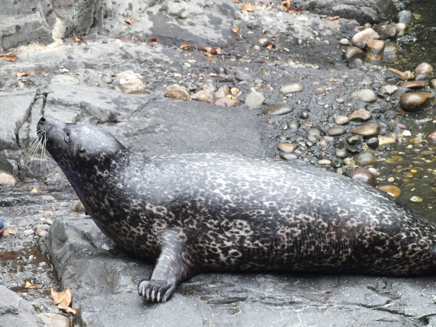 Common seal ssp.