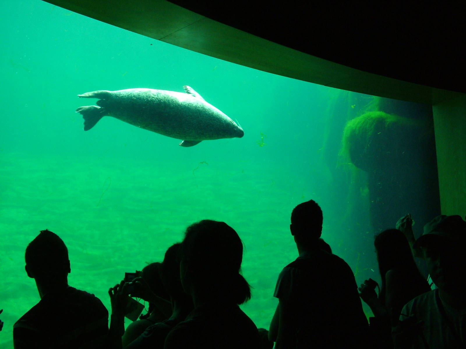 Common Seal Viewing at Oceanografic, 29/05/11