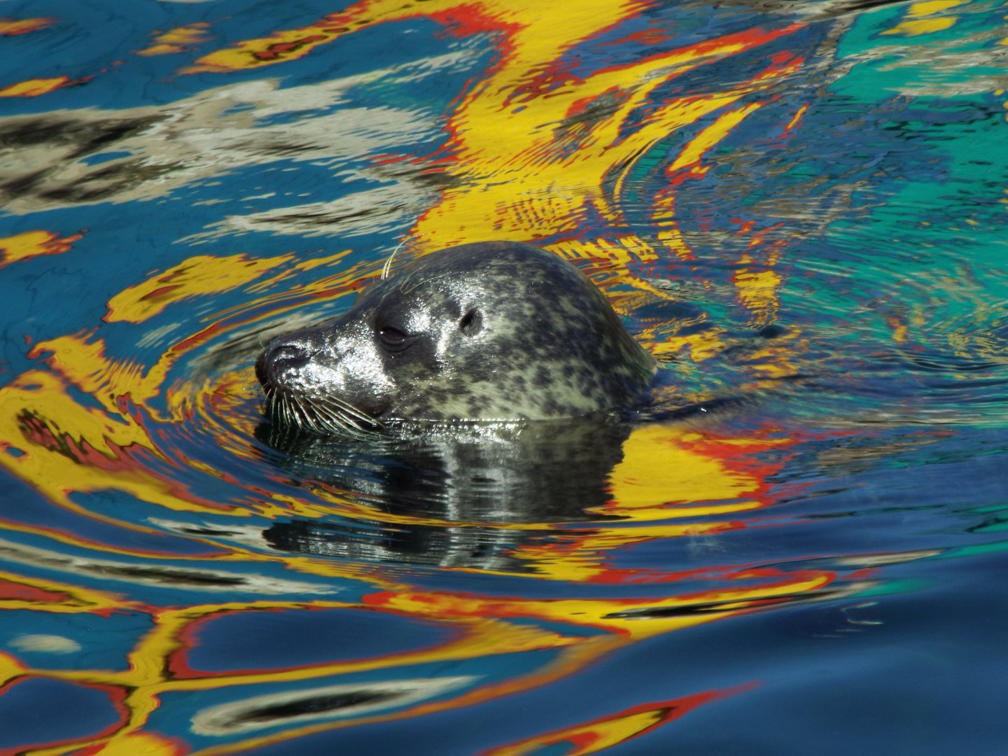 Common Seal - Weymouth Sea Life