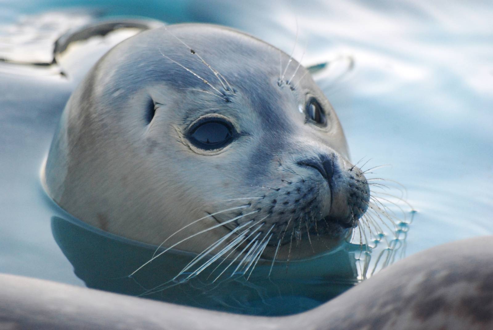 Common Seal Youngster at Skegness, 11/11/12