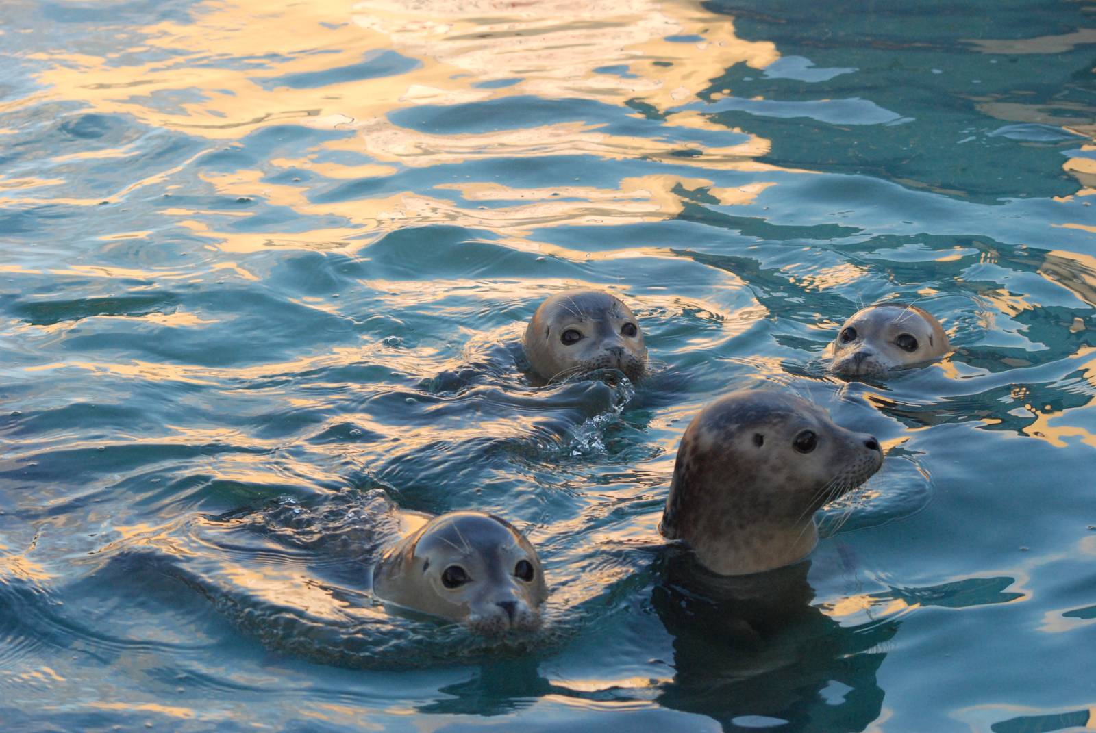 Common Seal Youngsters at Skegness, 11/11/12