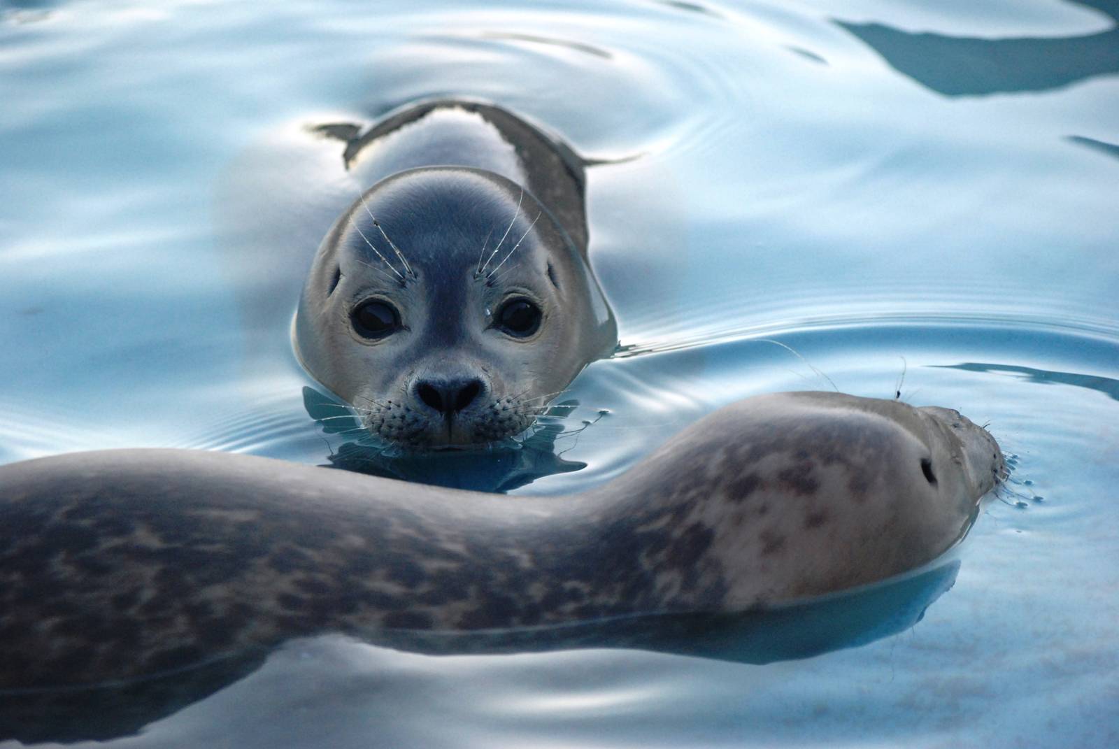 Common Seal Youngsters at Skegness, 11/11/12