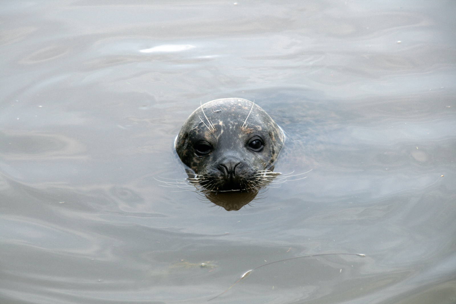 Common seal