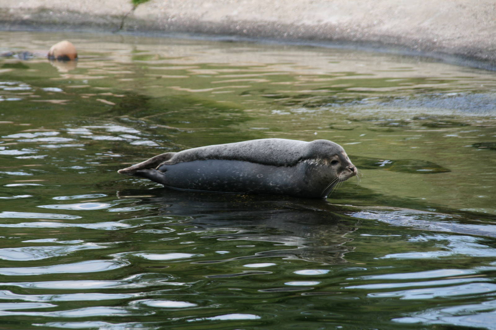 Common seal